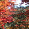 紅葉01