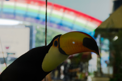 にょきっとオオハシ