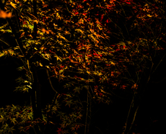 20151125-IMGP5346