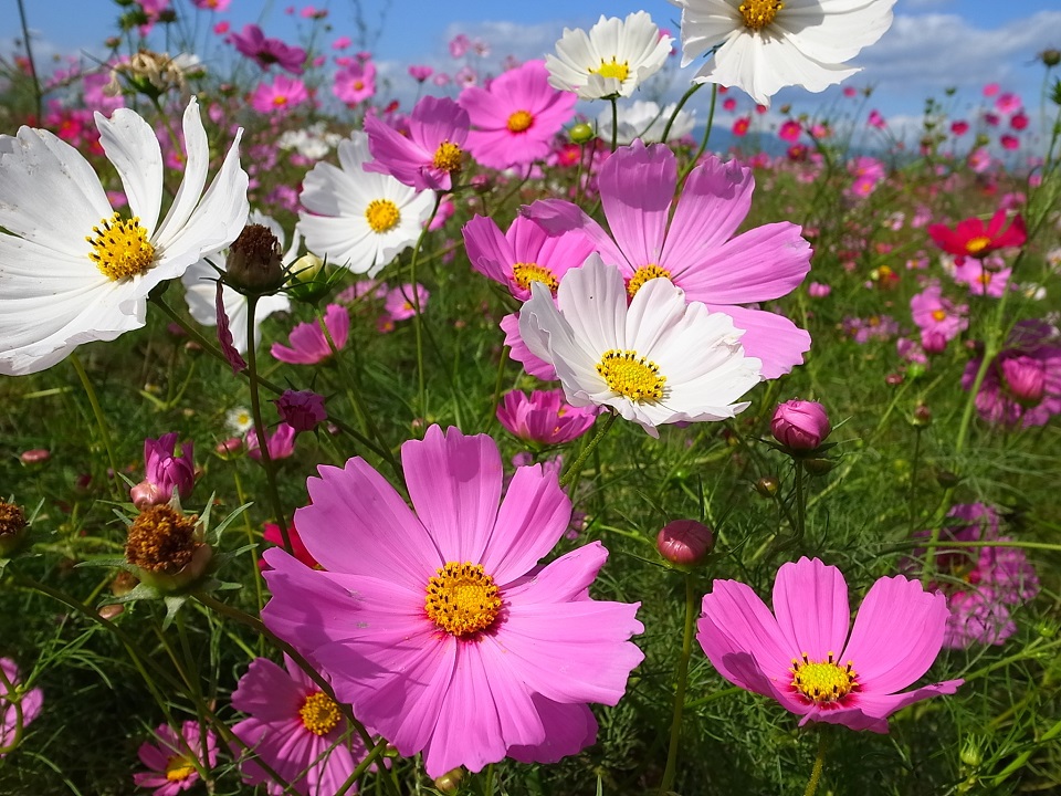COSMOS FIELD IN MORIYAMA