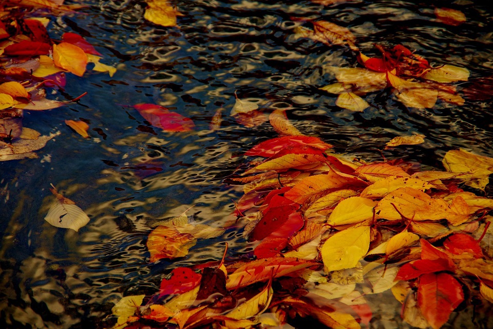 As dead leaves