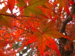 Naked Color