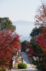 矢田寺の紅葉