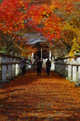 落葉の参道