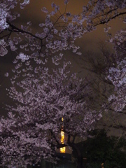 夜桜に隠れて