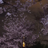 夜桜に隠れて