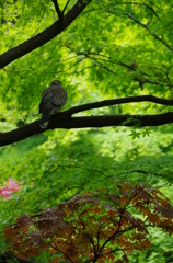 新緑の龍野公園