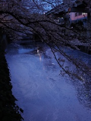 夜花筏