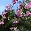 都心の河津桜