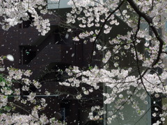 桜吹雪舞う