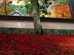 紅白のストライプ