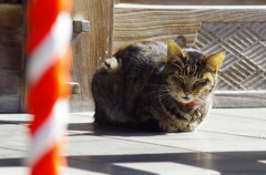 お堂のねこ