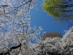 満開爽天