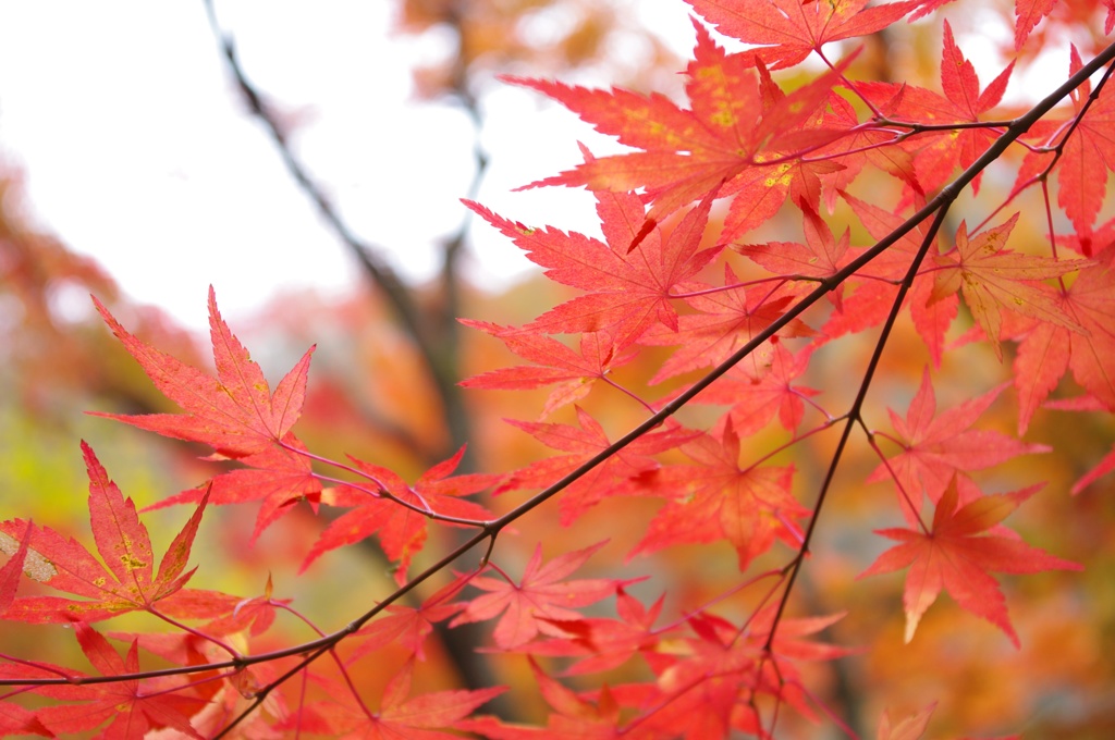 2013　gunma4