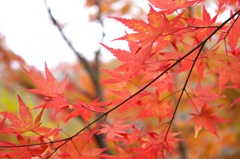 2013　gunma4