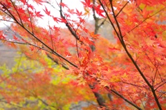 2013　gunma