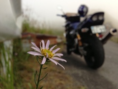 一輪の花と愛車