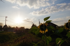 IMGP2541