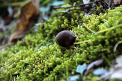 苔とどんぐり