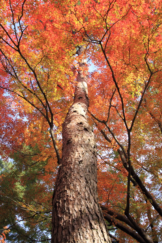 紅葉８