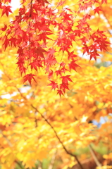 紅葉７