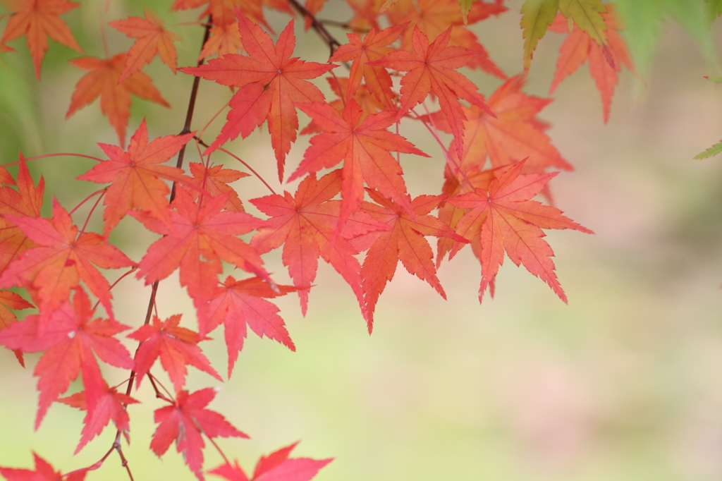 紅葉６