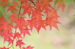 紅葉６