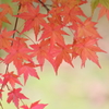 紅葉６