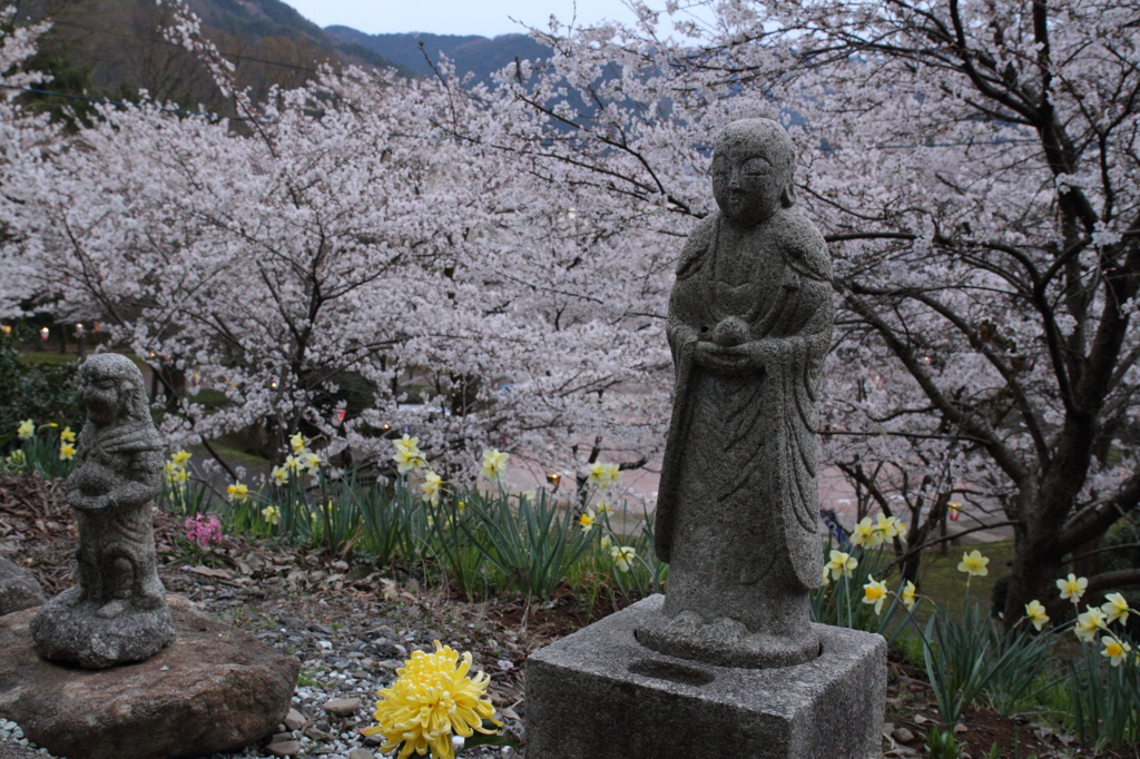 お地蔵様と桜