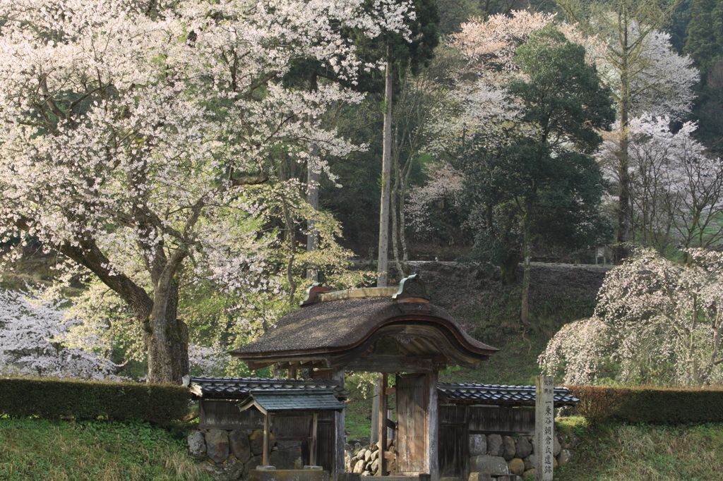 唐門と桜２