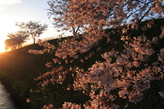 堤防の桜３