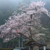 朝倉氏遺跡１