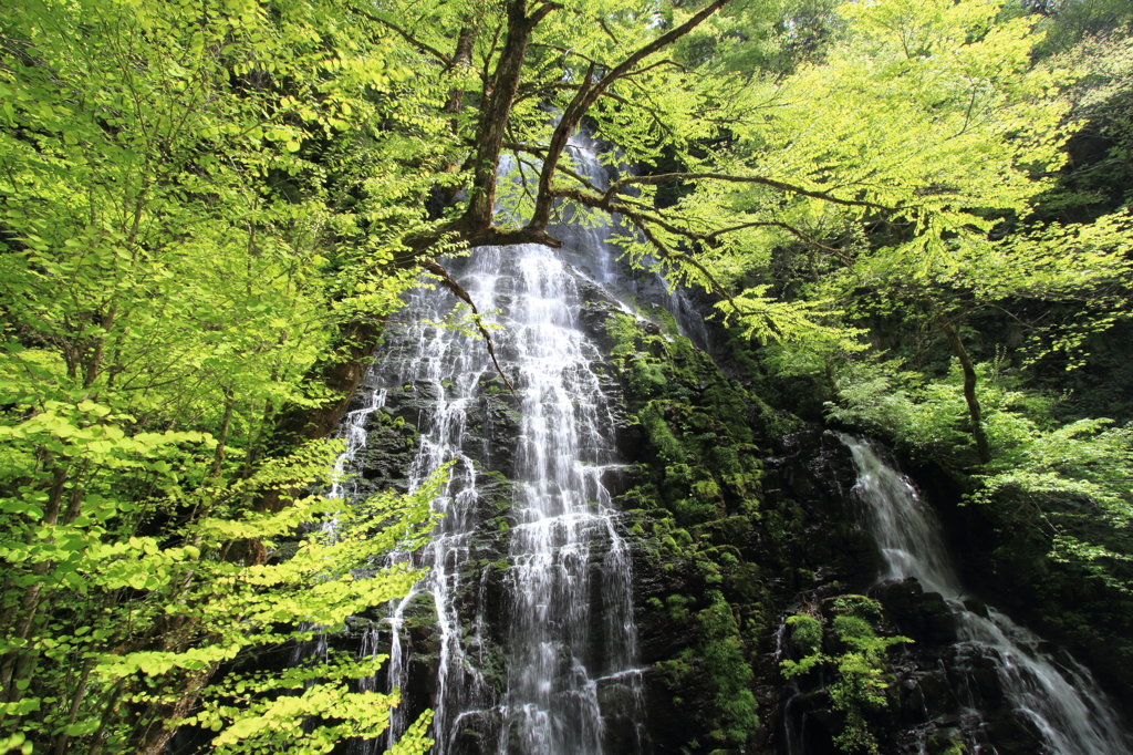 新緑の龍双ヶ滝１