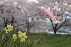 水仙と桜と鯉のぼり