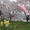 水仙と桜と鯉のぼり
