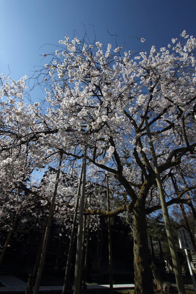 花筐の桜３