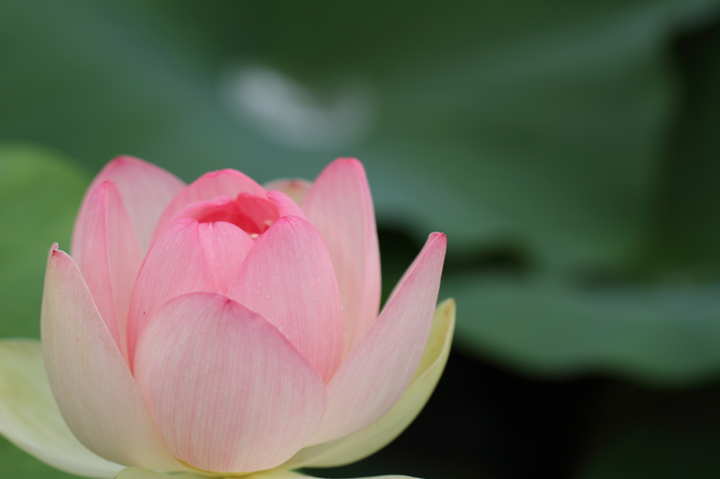 花蓮２