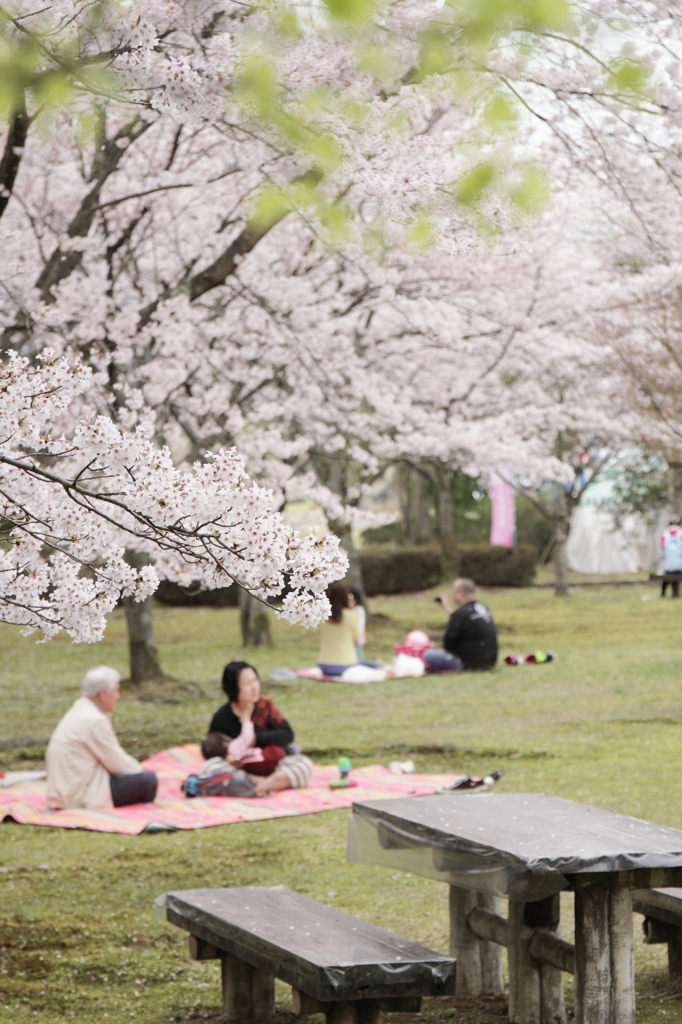 桜の下で