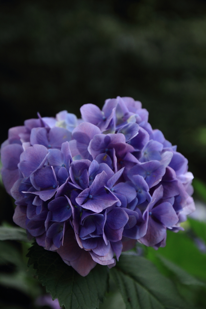 紫陽花３