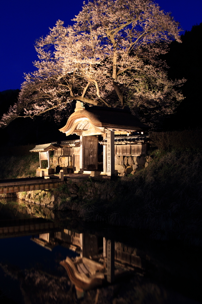 唐門と桜