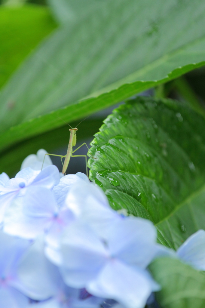 雨宿り