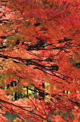 紅葉３