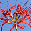 彼岸花3