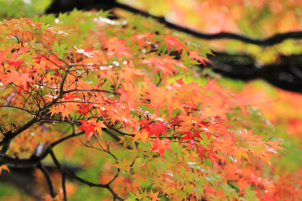 紅葉２