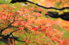 紅葉２