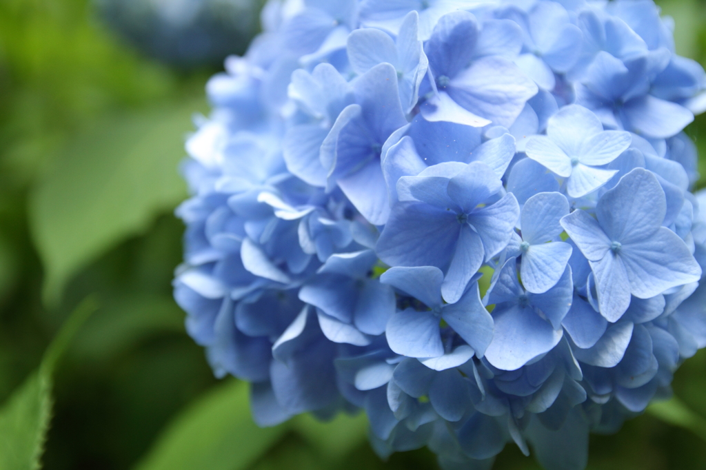 紫陽花２