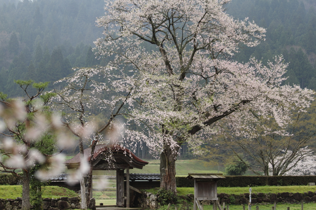 唐門と桜３