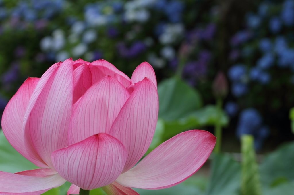花蓮４