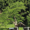 新緑と母と子２