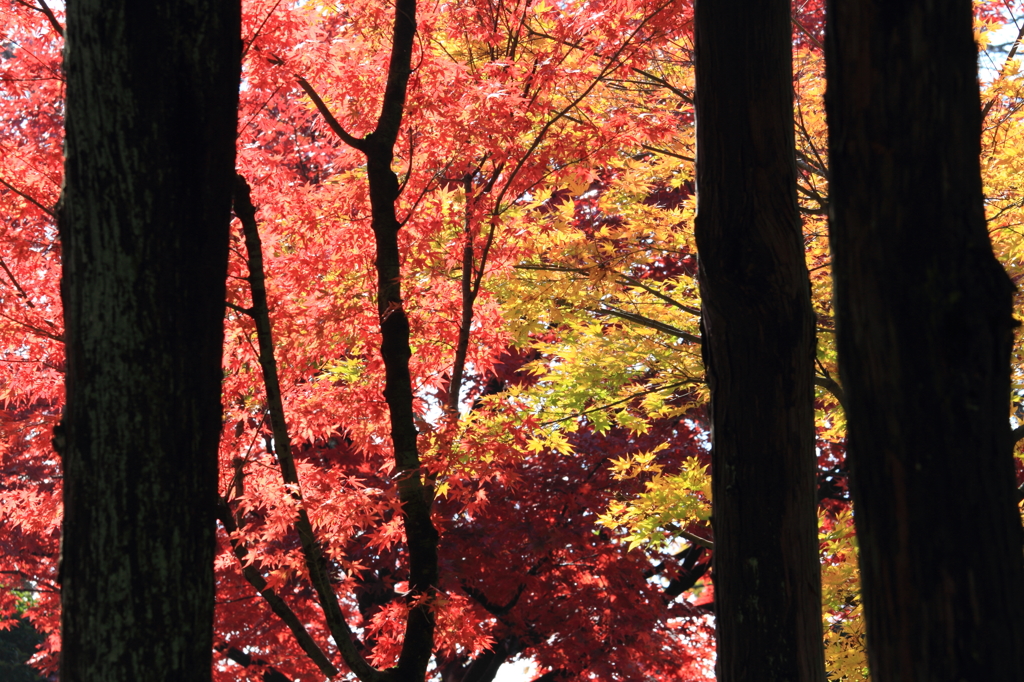 紅葉６
